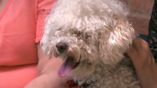 S1 E8: The Dog Academy