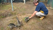 S6 E8: Emu Rescue