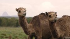 S1 E7: Camel Country