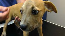 S2 E17: RSPCA Animal Rescue