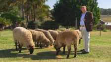 S2 E8: Dr Harry's Animal Encounters