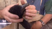 S2 E3: Animal Tales
