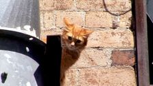 S2 E1: RSPCA Animal Rescue
