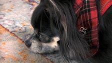 S1 E6: The Dog Academy