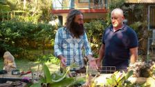 S31 E36: Gardening Australia