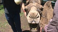 S2 E2: Animal Tales