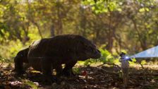 S1 E29: Andy and The Komodo Dragon