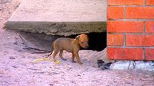 S3 E7: RSPCA Animal Rescue