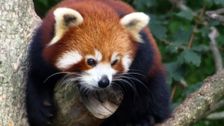 Dr Harry's Animal Encounters