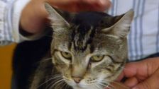 S2 E1: Animal Tales