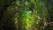 S376 E2: Rainforest Rangers: Layers of the Rainforest