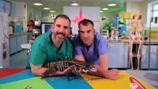 S8 E3: There's a Lizard in the Lab