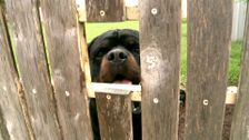 S4 E18: RSPCA Animal Rescue