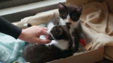 S1 E6: For the Love of Pets