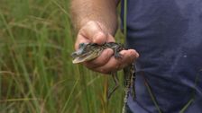 S2 E4: Gators and Ghost Towns