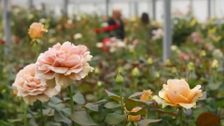 S34 E18: The Real Cost Of A Rose - The Netherlands