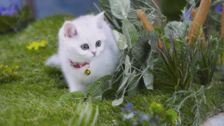 S1 E15: Puppies and Holes