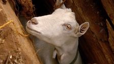 S1 E6: RSPCA Animal Rescue