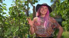 S36 E32: Gardening Australia