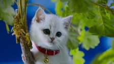 S1 E21: Forgittin' Kitten