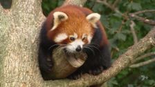 S2 E5: Dr Harry's Animal Encounters