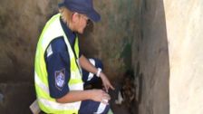 S4 E25: RSPCA Animal Rescue