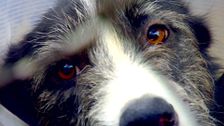S3 E5: RSPCA Animal Rescue