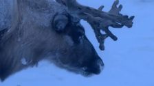 S1 E1: The Reindeer People