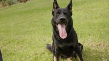 S4 E5: Dog Squad Puppy School