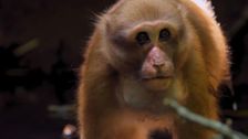 S1 E5: Thailand: Natures Crossroads
