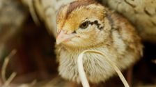 S1 E13: Andy and the Bobwhite Quails