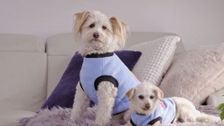 S10 E3: Pooches at Play