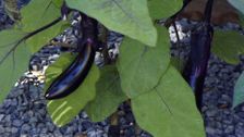 S1 E16: Autumn Fruit and Veg
