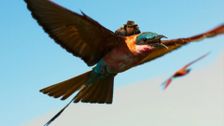 S1 E39: Andy and The Jackson's Widowbird