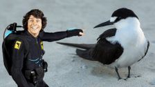 S1 E13: Andy and the Sooty Tern