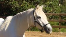 S1 E8: Dr Harry's Animal Encounters