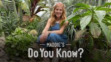 Maddie's Do You Know?