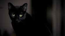 S22 E9: Demon Cat, Murderer on Board and Nevada Giant