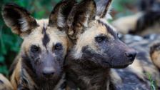 S5 E10: Saving Wild Dogs