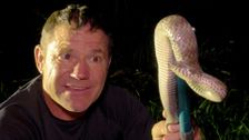 S6 E5: Dragons and Death Adders