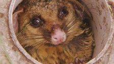 S2 E9: RSPCA Animal Rescue