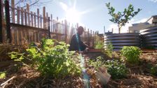 S31 E9: Gardening Australia
