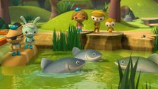 S2 E21: Giant Carp
