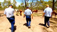 S4 E4: RSPCA Animal Rescue