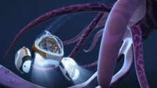 S1 E10: Colossal Squid