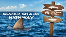 Super Shark Highway