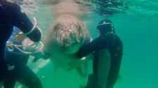 S1 E5: Dugongs
