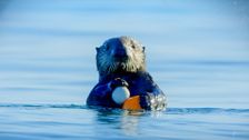 S1 E12: Andy and the Sea Otters