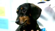 S4 E22: RSPCA Animal Rescue