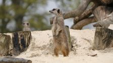 S17 E6: Animal Park